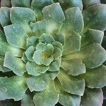 Aeonium castello-paivae पत्ता