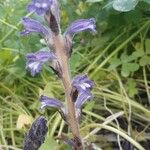 Orobanche purpurea Blüte