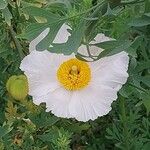 Romneya coulteri Flower