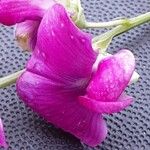 Lathyrus odoratus Bloem