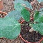 Oreopanax nymphaeifolius Hoja