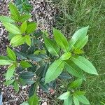 Osmanthus decorus Leaf