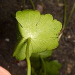 Hydrocotyle ranunculoides Leaf