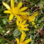 Ranunculus ficaria Blomma