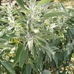 Salvia fruticosa Leaf