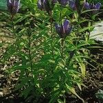 Gentiana triflora Характер