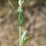 Linaria micrantha Άλλα