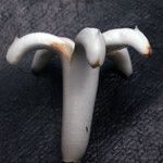 Gaertnera vaginata Çiçek