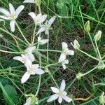 Ornithogalum umbellatumപുഷ്പം