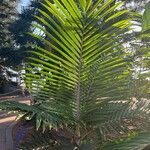 Burretiokentia vieillardii Hoja