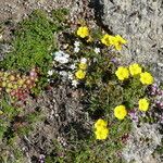 Potentilla grandiflora 花