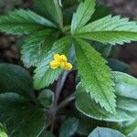 Potentilla simplex Feuille