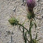 Cirsium arizonicum Flower