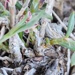 Polygonum paronychioides Bark