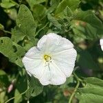 Convolvulus arvensisFlower