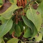 Phragmanthera usuiensis आदत