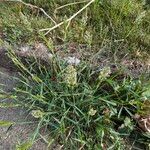 Polypogon viridis Hábito