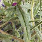Echium creticum Leaf