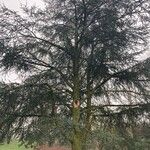 Cedrus atlantica Celota