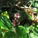 Salix reticulata Frucht