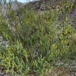 Parkinsonia praecox Облик