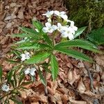 Cardamine heptaphyllaЦвят