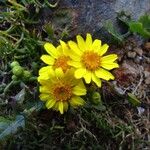 Senecio bahioides Flower