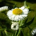 Erigeron strigosus Mosusu