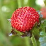 Potentilla indica Frucht