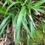 Luzula sylvatica Leaf