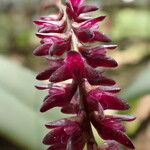 Bulbophyllum pumilum Flor