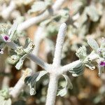 Maropsis deserti Flower