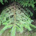 Picea sitchensis Blatt