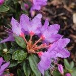 Rhododendron impeditum Floare