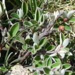 Cotoneaster integerrimus Likasa