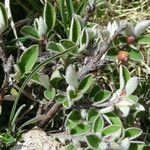 Cotoneaster integerrimus Blad