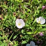 Convolvulus arvensisFlor