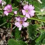 Gypsophila repens Flower