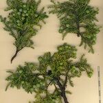 Juniperus brevifolia Kita