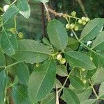 Zanthoxylum bungeanum 葉