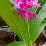 Spathoglottis plicata Folha