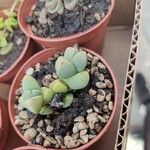 Gibbaeum petrense Hostoa