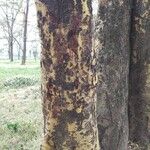 Vachellia xanthophloea Bark