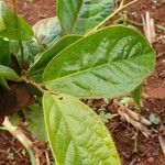 Ficus glumosa List