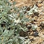 Artemisia glacialis Cvet