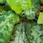 Aglaonema pictum Feuille