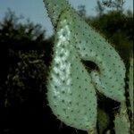 Opuntia engelmannii Corteccia