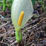 Arum concinnatum Flor