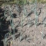 Allium cepa Otro