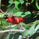 Cotoneaster integerrimus Fruit